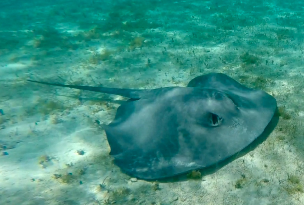 Caribbean Whiptail Stingray